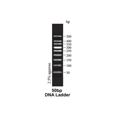 DNA Ladder, 50bp Molecular Weight Marker